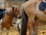 Cours-Shetland-pic3