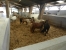 Stab-Shetland